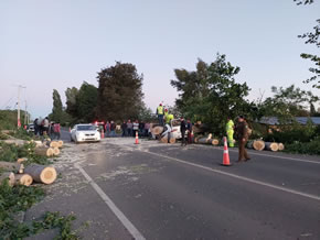 Fuertes vientos provocaron cortes de ruta en Ñuble: Vialidad realizó despejes