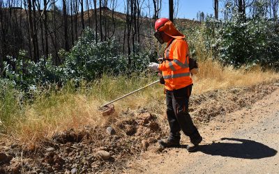 MOP Ñuble cumplió el 100% de los trabajos de prevención y mitigación de incendios forestales en caminos de Ñuble