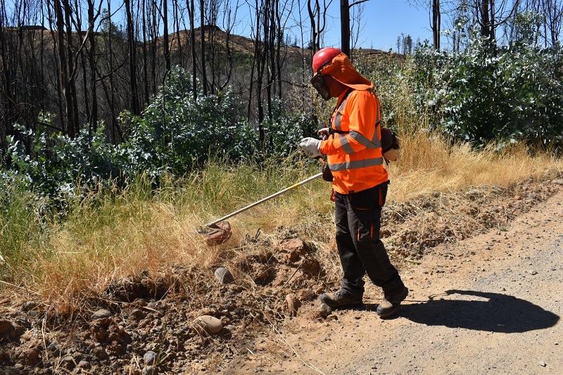 MOP Ñuble cumplió el 100% de los trabajos de prevención y mitigación de incendios forestales en caminos de Ñuble